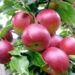 Apples on a branch